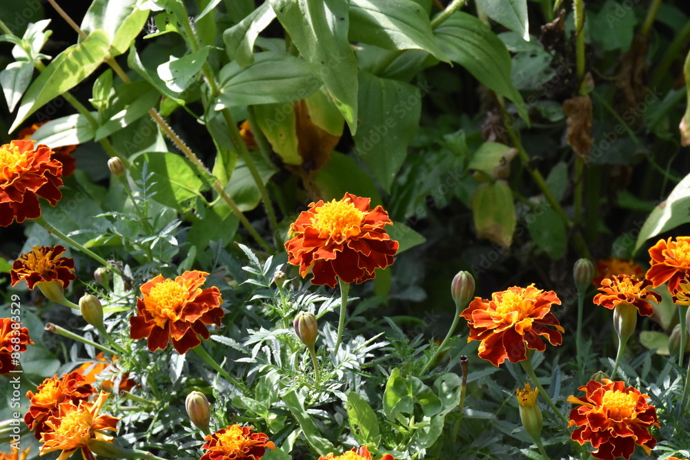 Vibrant Orange Marigolds in Full Bloom
Vibrant Orange Marigolds in Full Bloom