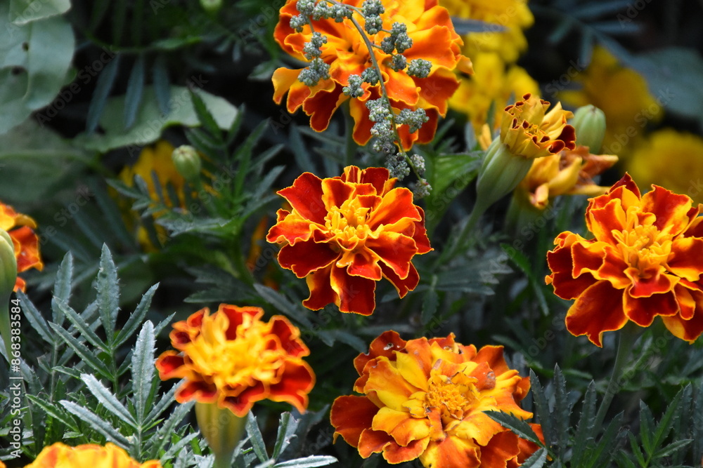 Vibrant Orange Marigolds in Full Bloom
Vibrant Orange Marigolds in Full Bloom