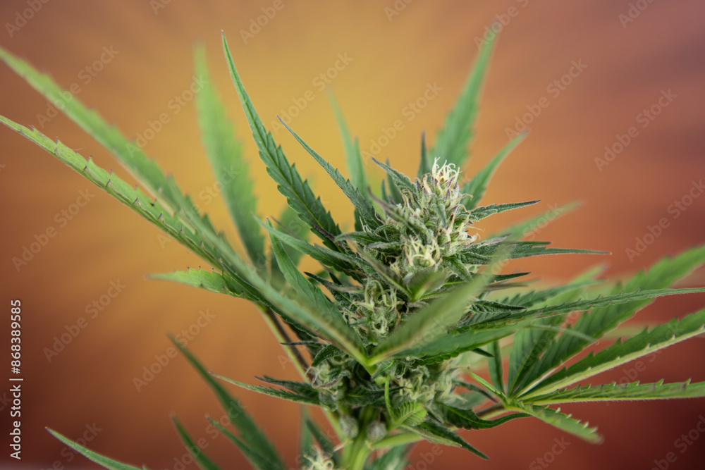 Fototapeta premium Marijuana plant, medical marijuana concept