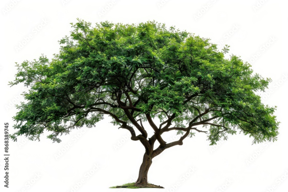 custom made wallpaper toronto digitalisolated green widecanopy tree cutout on white background natural element for composite designs and layouts