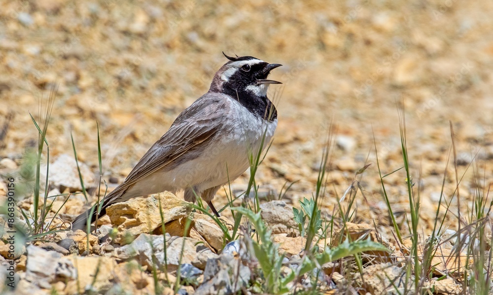 Obraz premium Horned Lark (Eremophila alpestris) live at high altitude mountain foothills. They generally live in high mountain open areas in Turkey.