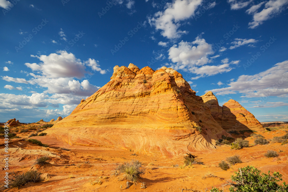 Fototapeta premium South coyote