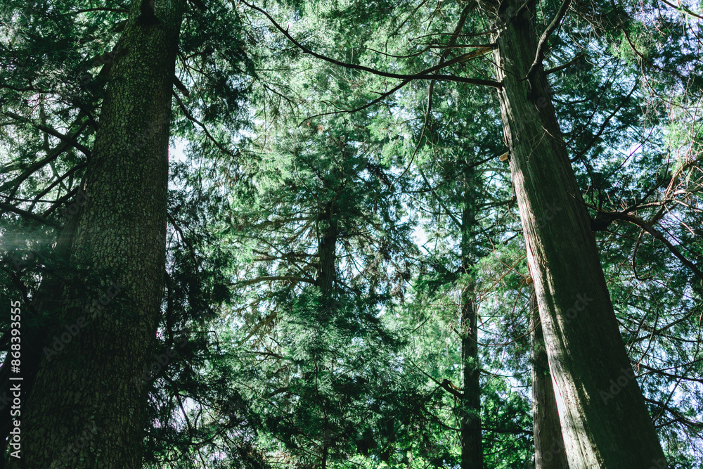 Naklejka premium 河口浅間神社の山登り