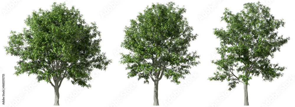 Vibrant greenery trees parks standing set isolate on transparent backgrounds 3d illustrations png Vibrant greenery trees parks standing set isolate on transparent backgrounds 3d illustrations png