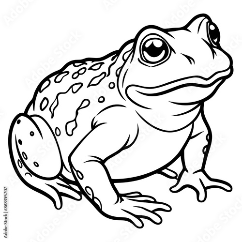 toad vector illustration