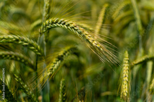 Gerstenfeld im Sommer in Bayern Natur Pur photo
