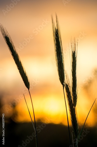 Golden hour silhouette with wheat field sunset
