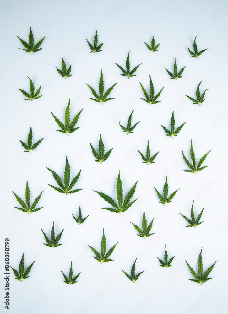 Cannabis ,marijuana isolated on white background Cannabis ,marijuana isolated on white background