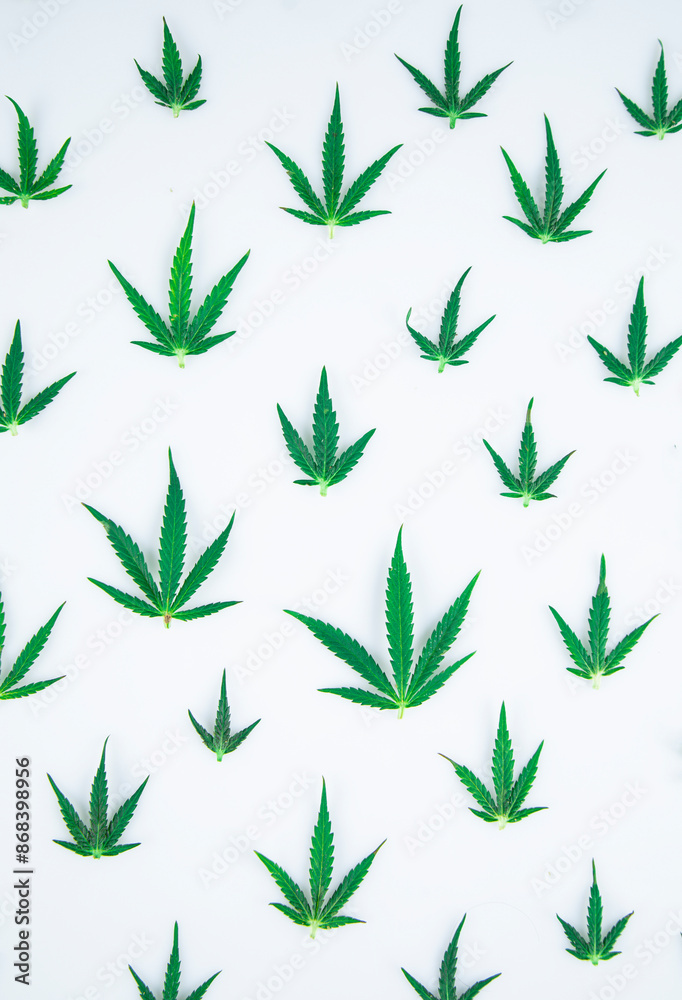 Cannabis ,marijuana isolated on white background Cannabis ,marijuana isolated on white background