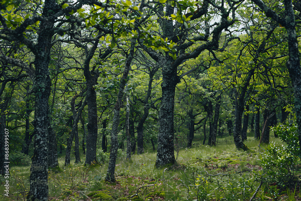 forest, tree in the forest forest, tree in the forest