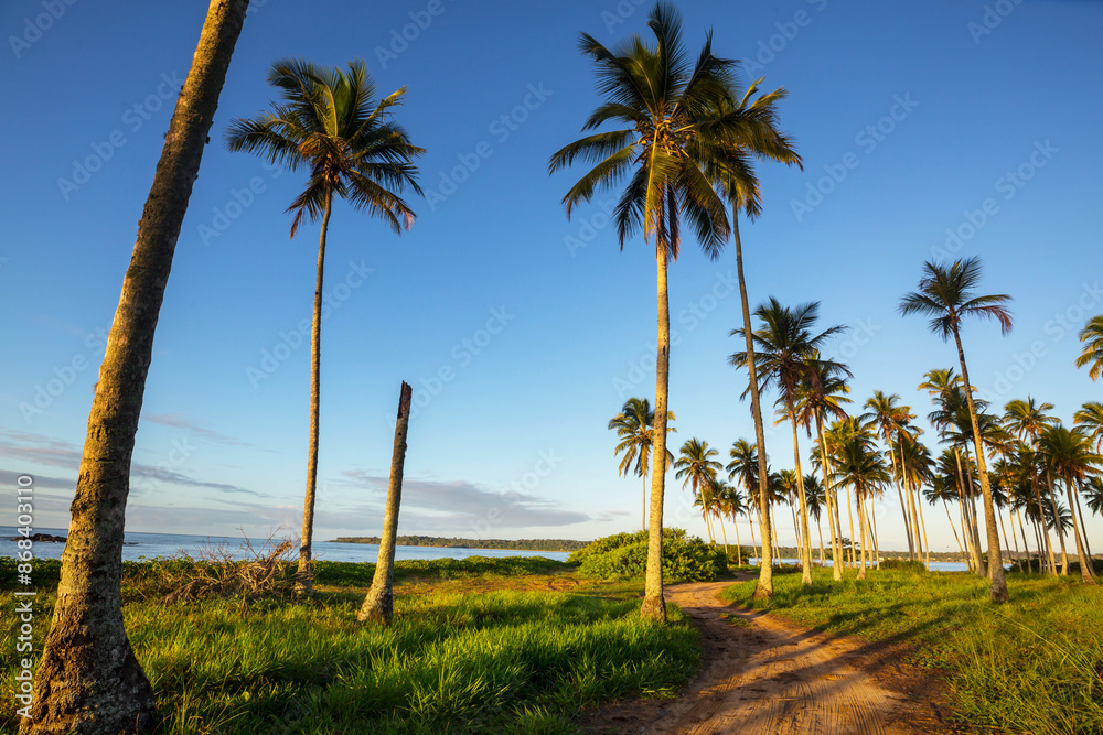 Fototapeta premium Tropical beach