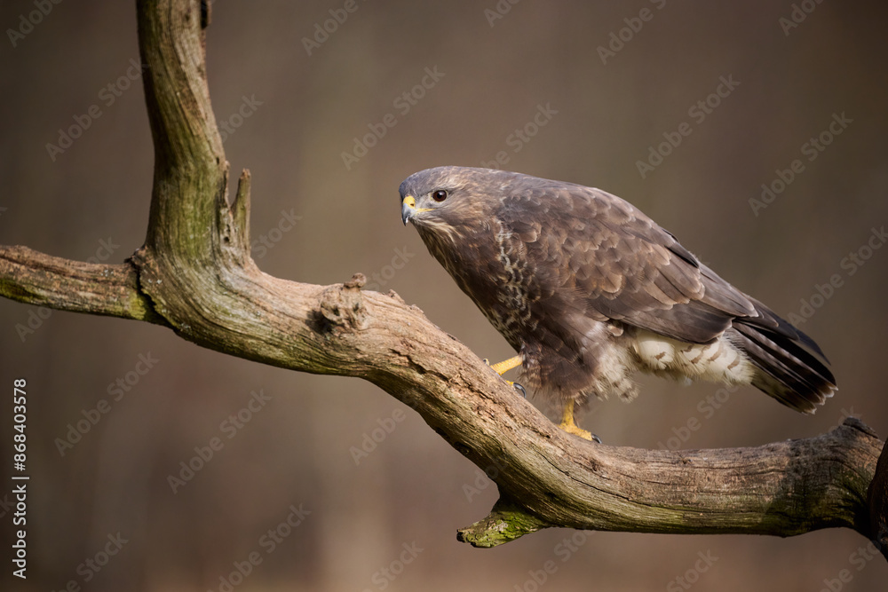 Buzzard perched on a branch Buzzard perched on a branch