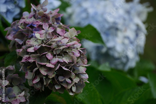 紫陽花の終わりの季節