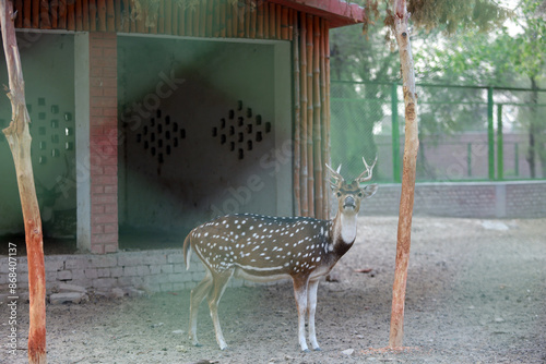 Canvas Print deer in the woods