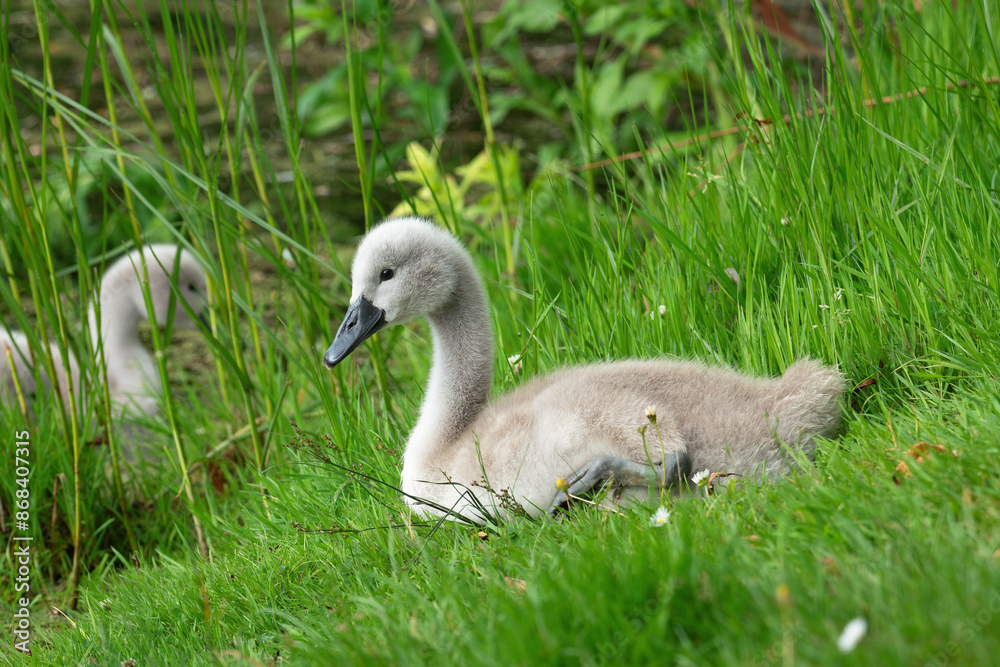 A mute swan (Cygnus olor) chick, about 5 weeks old, rests lying on the shore A mute swan (Cygnus olor) chick, about 5 weeks old, rests lying on the shore