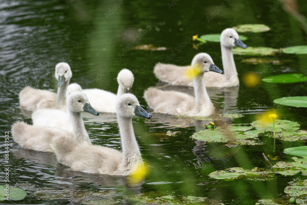 Fototapeta premium Group portrait of mute swan (Cygnus olor) chicks, about 5 weeks old, swimming in a pond. The portrait was shot through coastal vegetation.