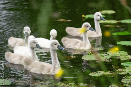 Fototapeta Naklejka Na Ścianę i Meble -  Group portrait of mute swan (Cygnus olor) chicks, about 5 weeks old, swimming in a pond. The portrait was shot through coastal vegetation.