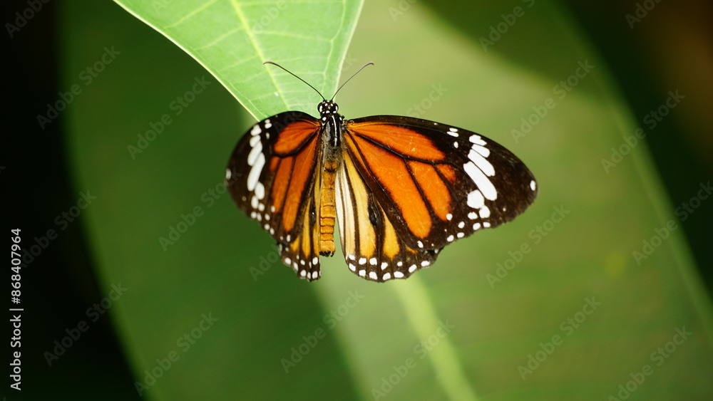 Close-up of butterfly Danaus genutia perched on a leaf Close-up of butterfly Danaus genutia perched on a leaf