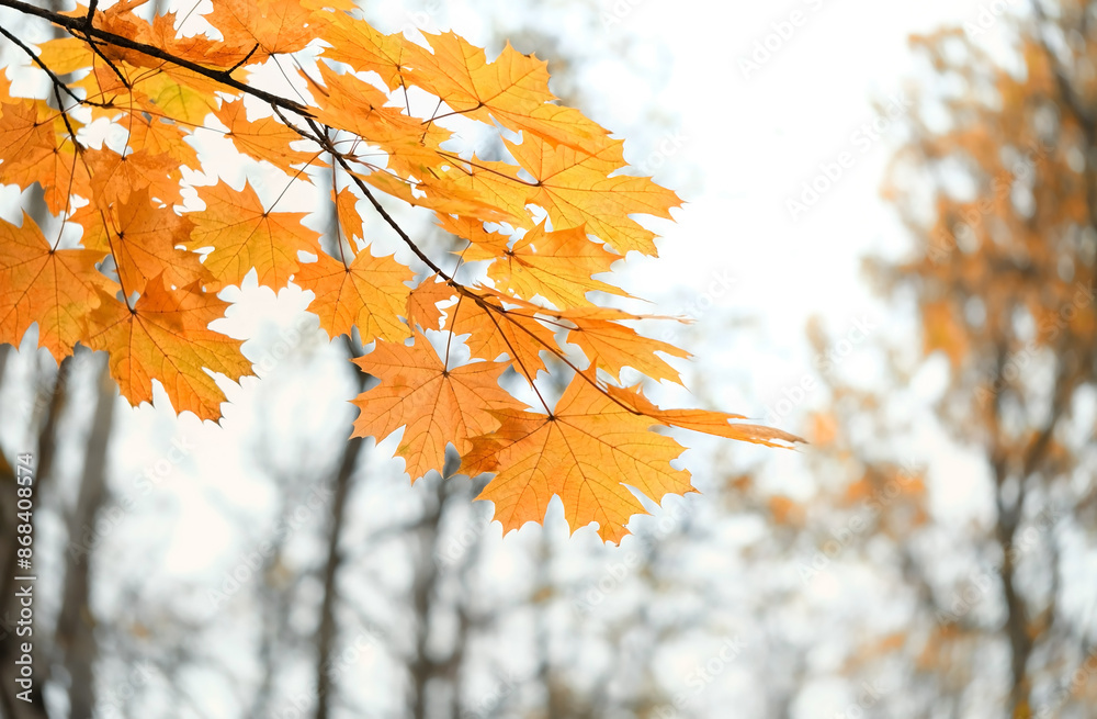 autumn nature background. yellow-orange maple leaves on branch, beautiful autumnal seasonal landscape. symbol of fall time. copy space autumn nature background. yellow-orange maple leaves on branch, beautiful autumnal seasonal landscape. symbol of fall time. copy space