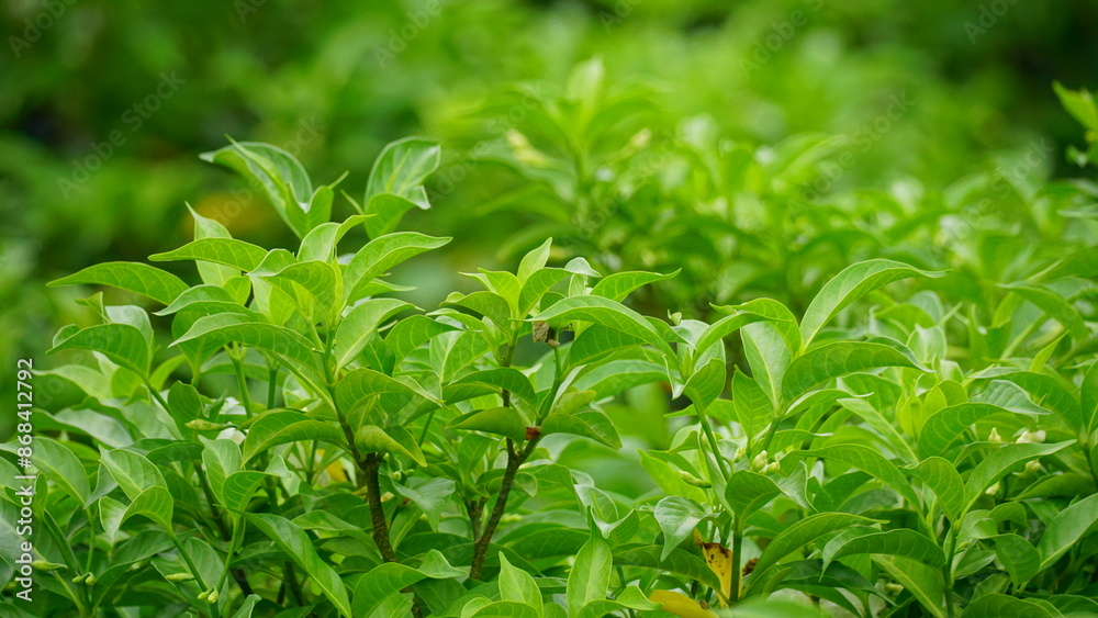 Natural green leaf background Natural green leaf background