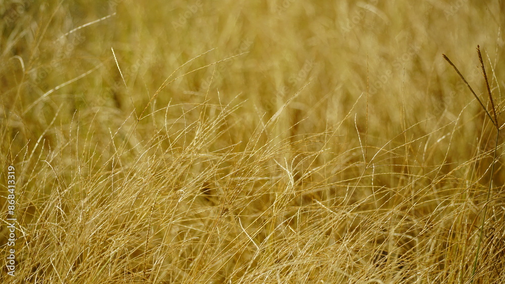 Yellow grass on agricultural fields Yellow grass on agricultural fields