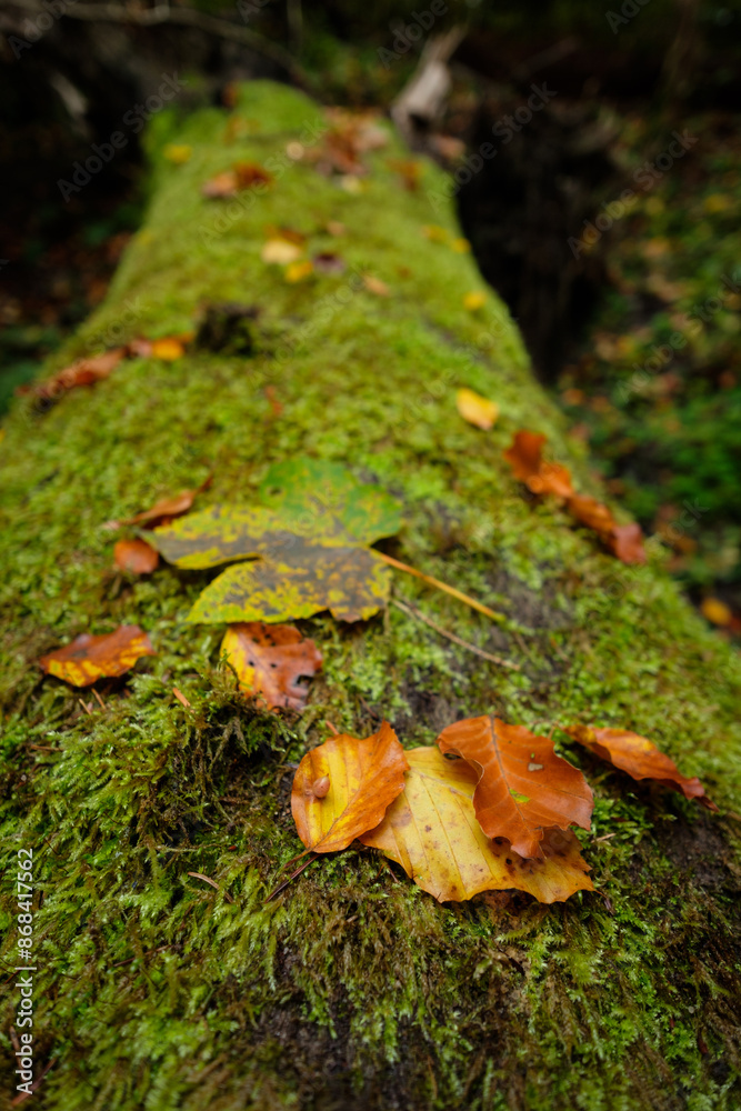 Yellow autumn leaves of beech tree close-up Yellow autumn leaves of beech tree close-up