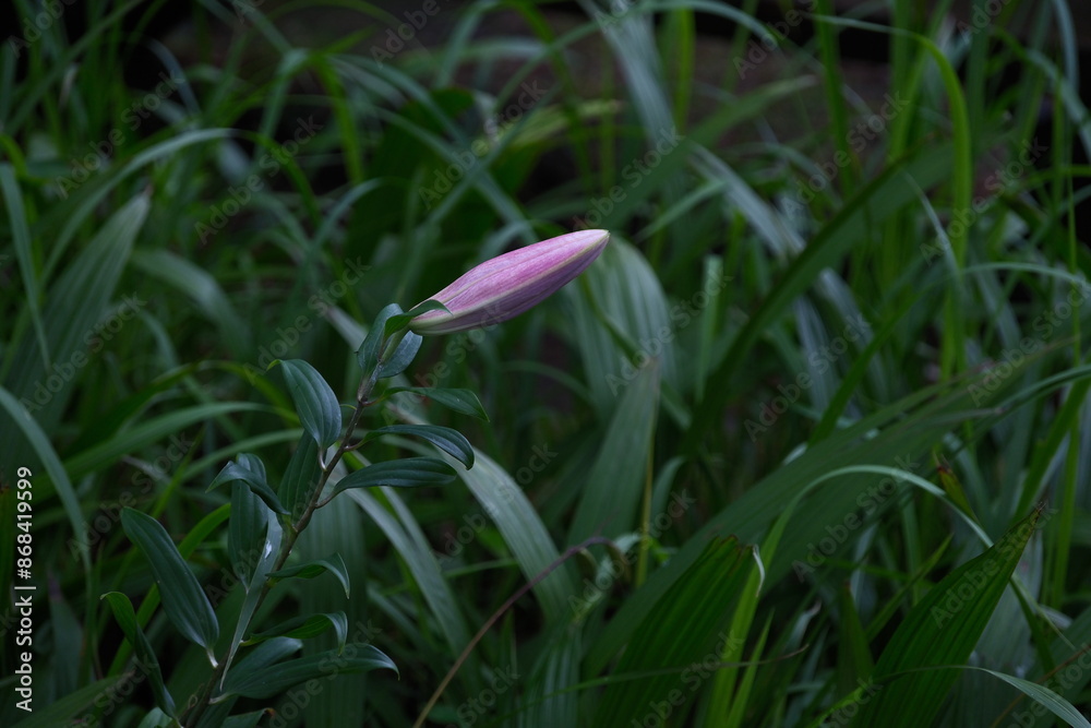 Obraz premium ユリの蕾