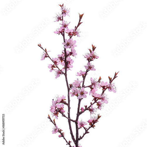 Isolated delicate pink blossoms on a branch for versatile usage
