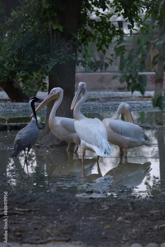 pelicans in the park