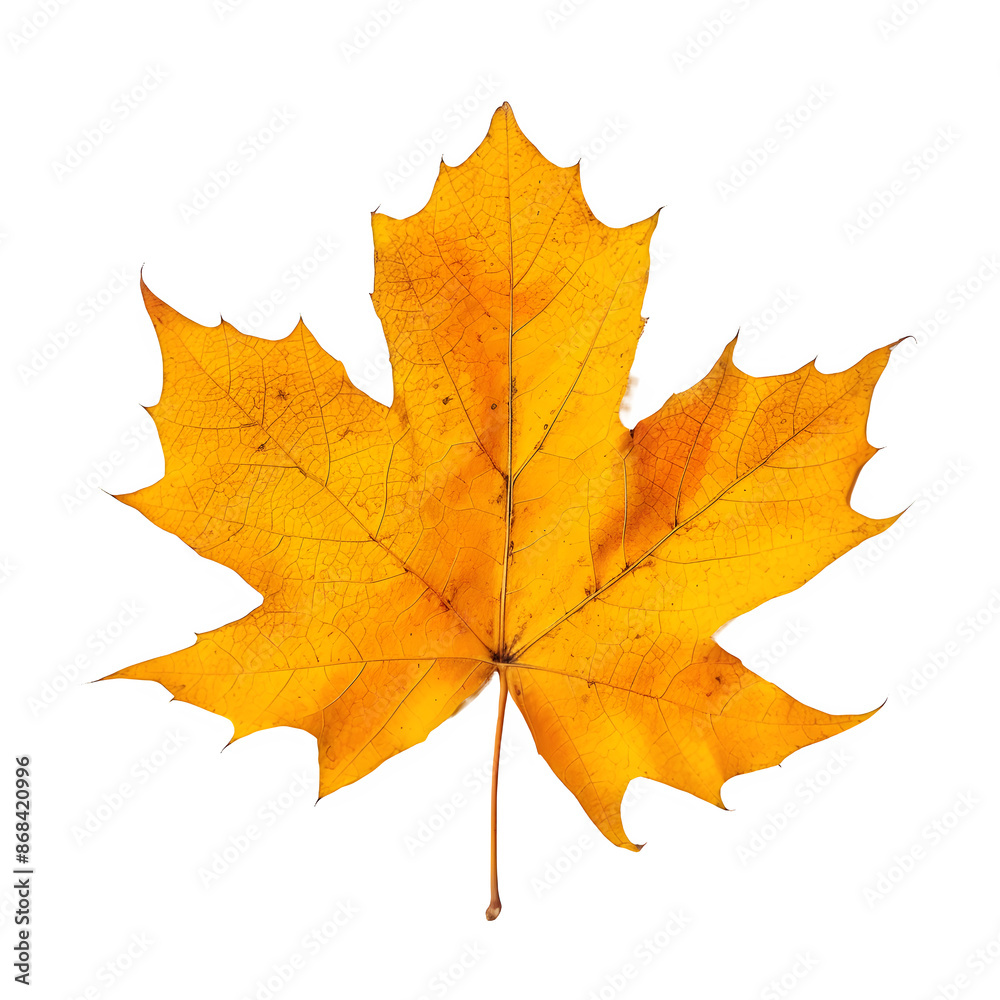 Fototapeta premium Detailed orange maple leaf stands out against a transparent grid background