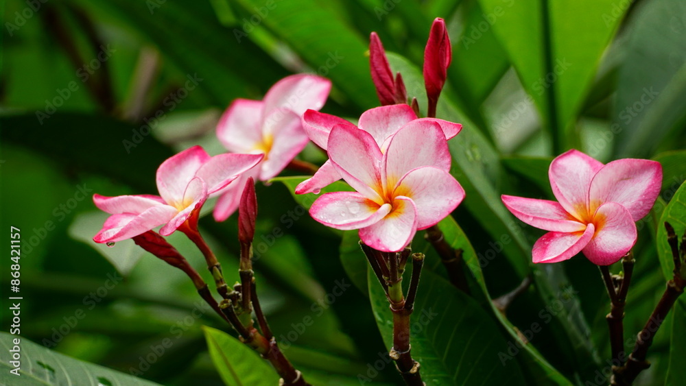 Close-up of Plumeria flowers blooming Close-up of Plumeria flowers blooming