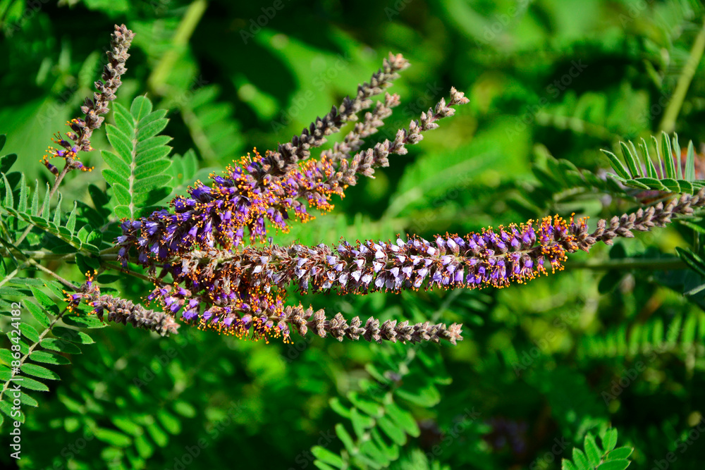 kwitnąca amorfa, amorfa krzewiasta, Amorfa drzewiasta, Amorfa zwyczajna, indygowiec zwyczajny, Amorpha fruticosa, desert false indigo, false indigo-bush, bastard indigobush, purple flowering plant