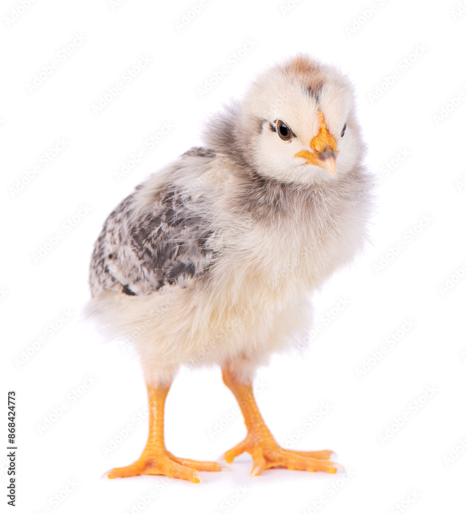 Newborn chicken isolated on white background. Little light gray chick. Farm animals. Newborn chicken isolated on white background. Little light gray chick. Farm animals.