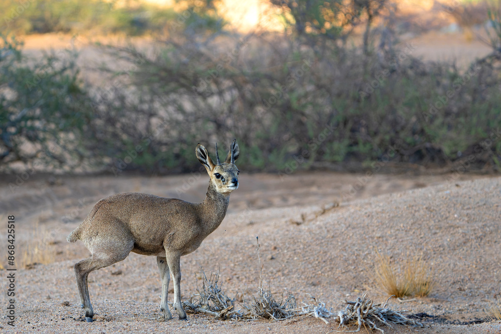 Male klipspringer (Oreotragus oreotragus) searching for food between the granite rocks at Spitzkoppe Mountains in Namibia Male klipspringer (Oreotragus oreotragus) searching for food between the granite rocks at Spitzkoppe Mountains in Namibia