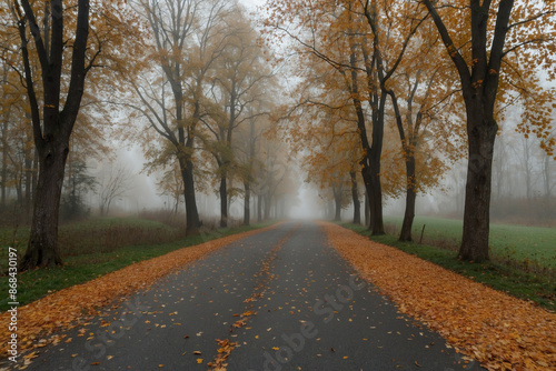 The small road in the north of the village housing complex is covered with fallen leaves on the ground, there are trees on the side of the road, in autumn on a foggy morning © M. Faisal Riza