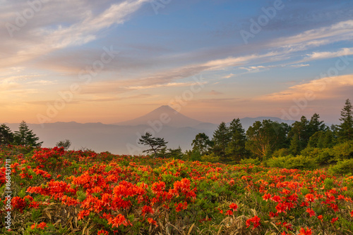 朝の甘利山からレンゲツツジと富士山