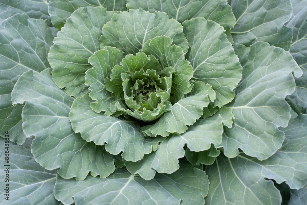 One white cabbage grow, top view. Background from one green cabbage leaves for publication, poster, calendar, post, screensaver, wallpaper, cover, website. High quality photo One white cabbage grow, top view. Background from one green cabbage leaves for publication, poster, calendar, post, screensaver, wallpaper, cover, website. High quality photo
