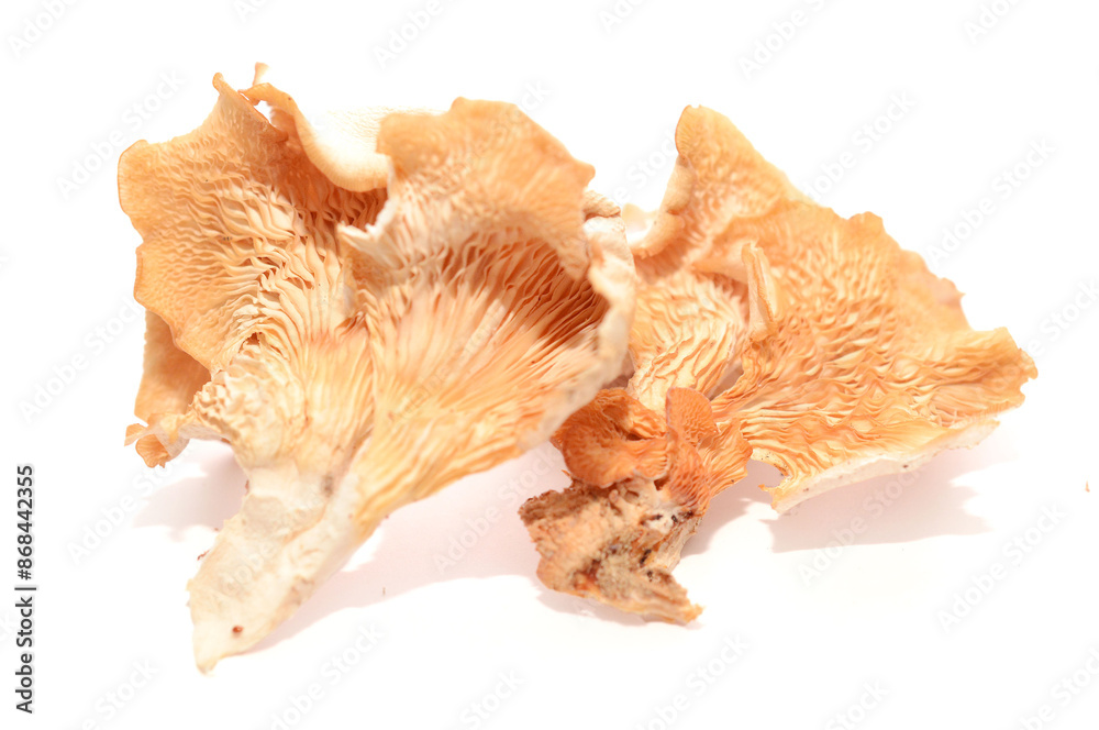 Oyster mushroom close up isolated on white background - stock photo
Oyster mushroom close up isolated on white background - stock photo