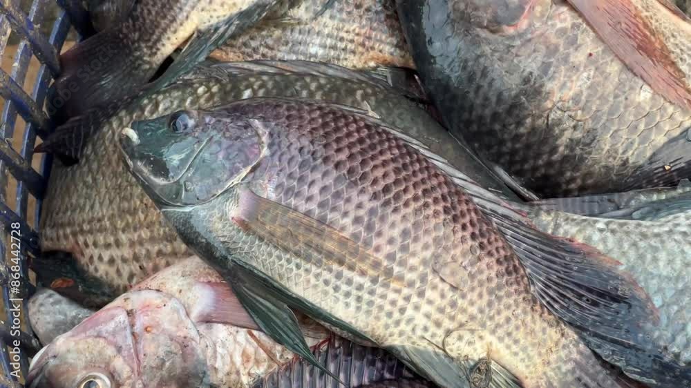 fresh tilapia fishes in the market fresh tilapia fishes in the market