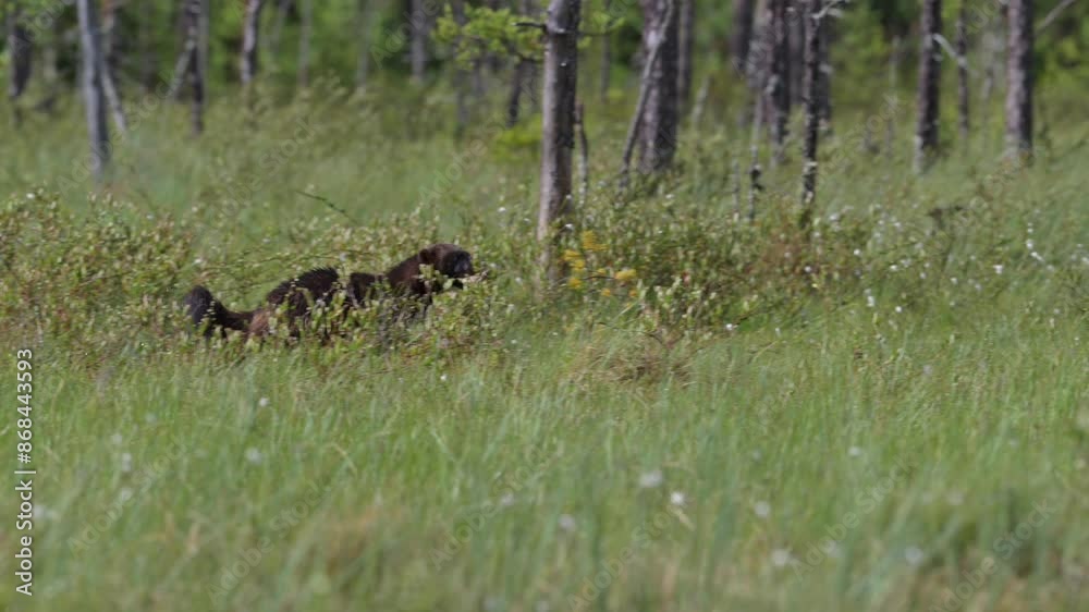 The running wolverine with a meal.