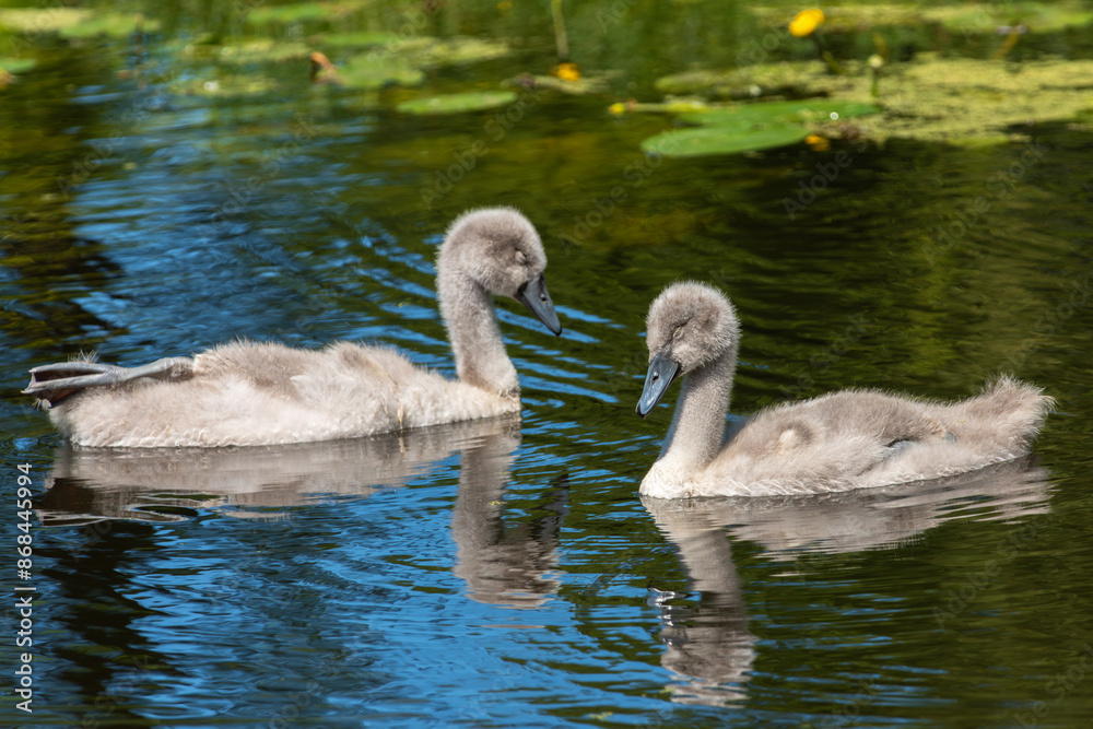 Two mute swan (Cygnus olor) chicks sleep while floating on the water Two mute swan (Cygnus olor) chicks sleep while floating on the water