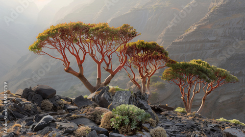 Dracaena cinnabari, a rare and protected tree, grows in the mountainous regions of Yemen, with striking red trunks and lush foliage, Ai generated Images photo