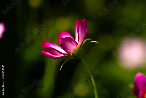 Cosmos flower