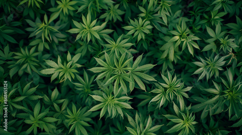 expanse of marijuana plants, leaves and plants clearly visible, Ai generated Images