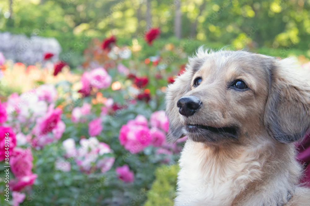 バラ園の犬 バラ園の犬
