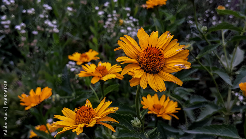 yellow flowers in the garden