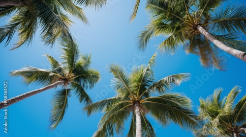 Wallpaper Mural Palm trees as seen from below on a blue sky Torontodigital.ca