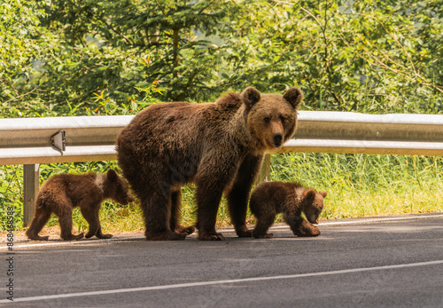 Beautiful Brown bear - Ursus arctos with her cubs seen on the Transfagarasan mountain road in the Carpathian Mountains, Romania.