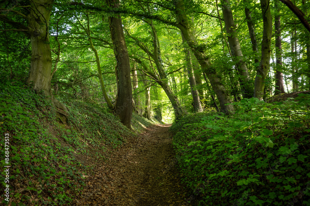 Fototapeta premium green forest in the sunshine