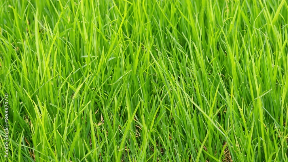 Green grass lawn Green grass lawn